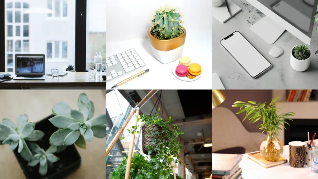20 Desk Plants Ideas Office Workers Actually Keep Alive