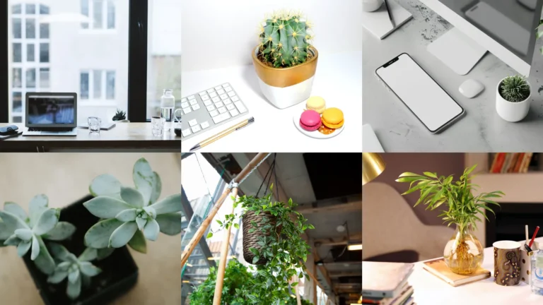 20 Desk Plants Ideas Office Workers Actually Keep Alive