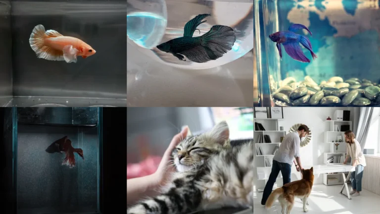 20 Office Pet Corner Ideas That Make the Workday Better