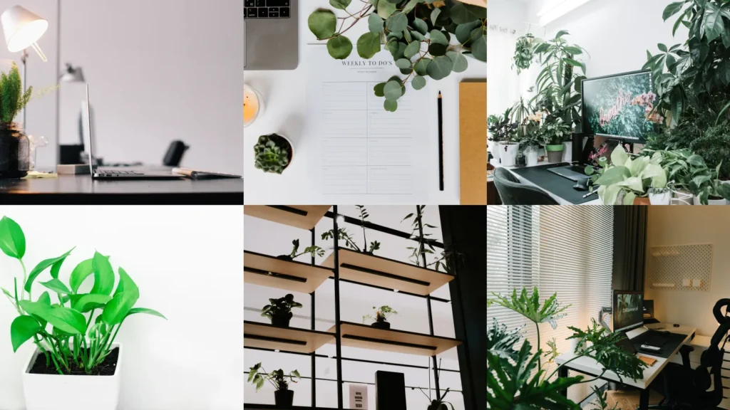 20+ Office Plants Low Light List: Bring Life to Any Desk