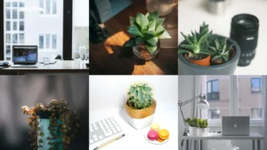 20 Desk Plants Ideas Office Workers Actually Keep Alive