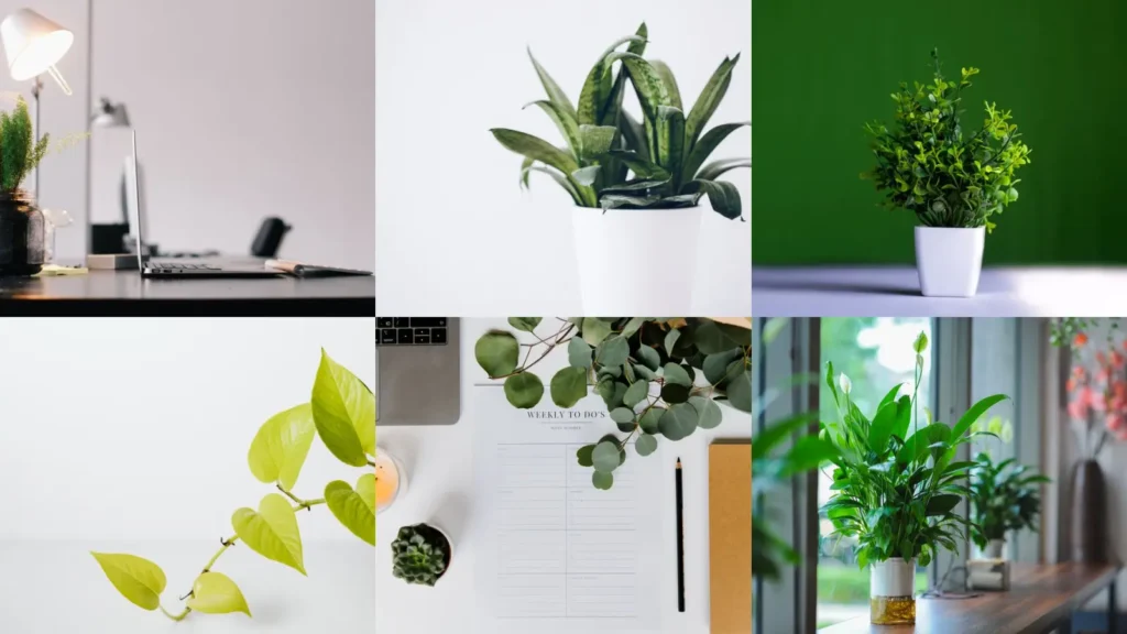 20+ Office Plants Low Light List: Bring Life to Any Desk