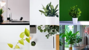 20+ Office Plants Low Light List: Bring Life to Any Desk