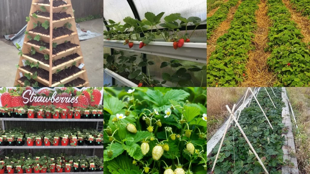 19+ Strawberry Gardening Hacks That Triple Your Harvest